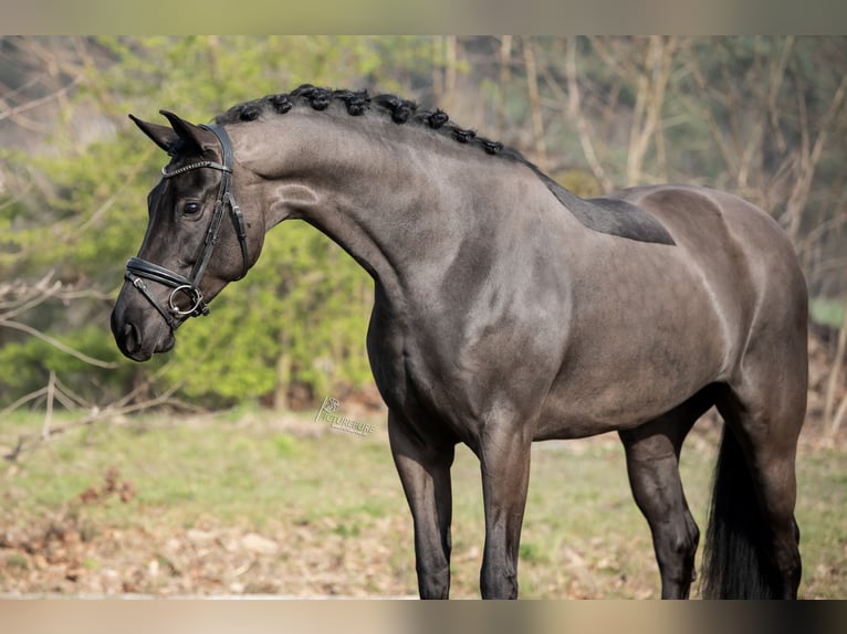 KWPN Stute 6 Jahre 170 cm Rappe in Peer