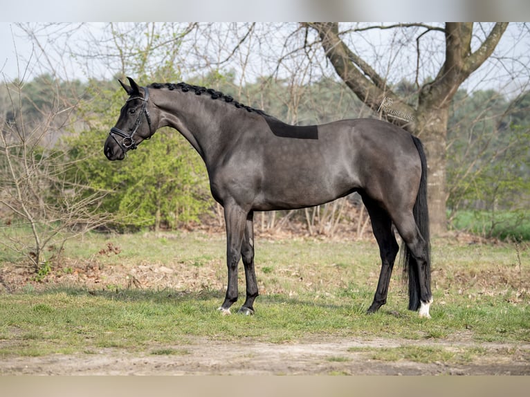 KWPN Stute 6 Jahre 170 cm Rappe in Peer