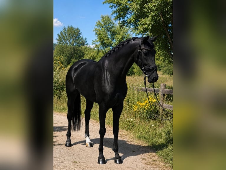 KWPN Stute 6 Jahre 170 cm Rappe in Határ utca 25
