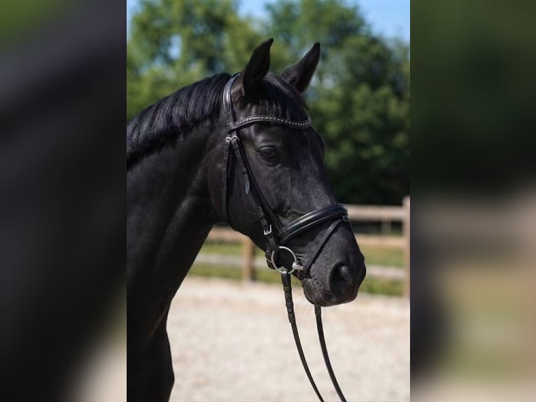 KWPN Stute 6 Jahre 170 cm Rappe in Határ utca 25