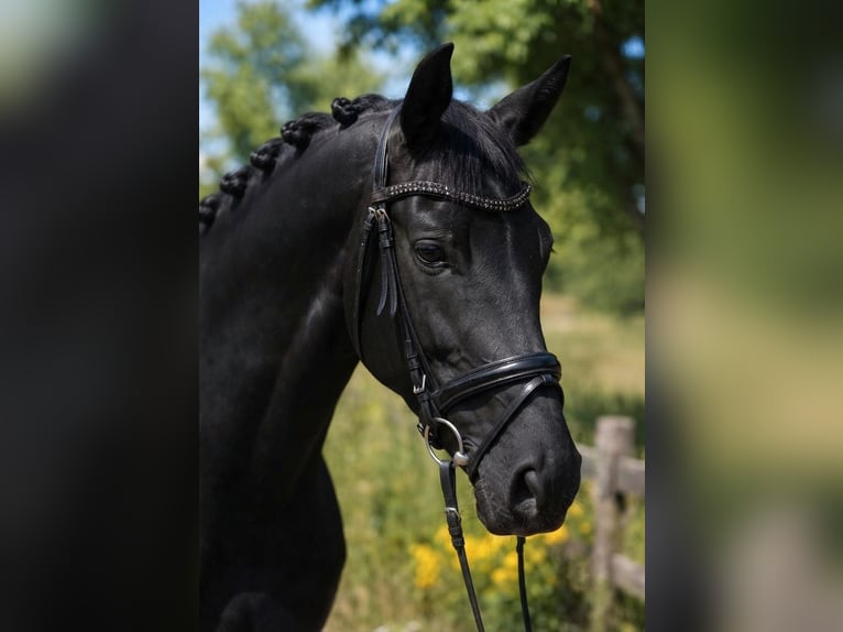 KWPN Stute 6 Jahre 170 cm Rappe in Határ utca 25