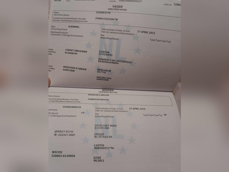 KWPN Stute 6 Jahre 170 cm Schimmel in Debrecen