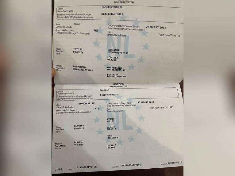 KWPN Stute 6 Jahre 171 cm Rappe in Csabacs&#x171;d