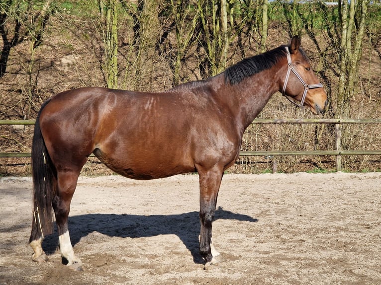 KWPN Stute 6 Jahre 172 cm Brauner in Goch