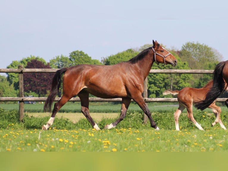 KWPN Stute 6 Jahre 172 cm Brauner in Goch
