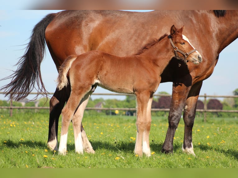 KWPN Stute 6 Jahre 172 cm Brauner in Goch