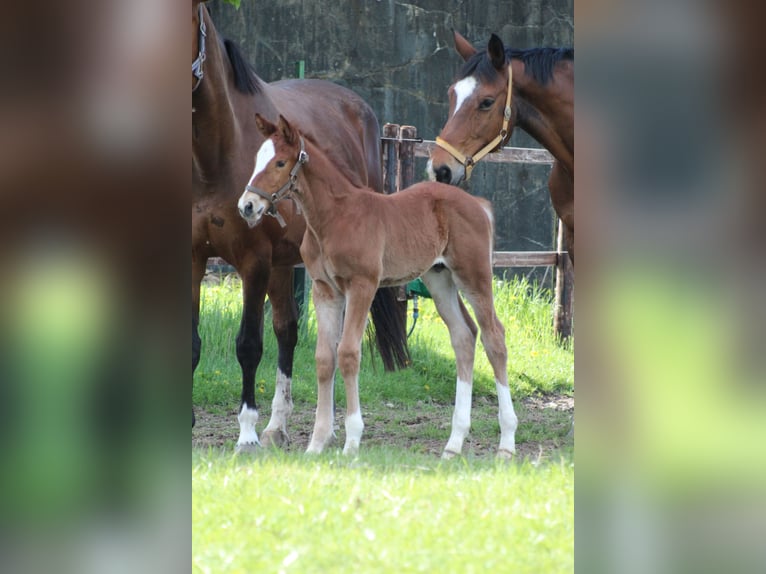 KWPN Stute 6 Jahre 172 cm Brauner in Goch