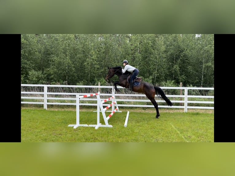 KWPN Stute 6 Jahre 172 cm Brauner in Wola Bogaczkowska