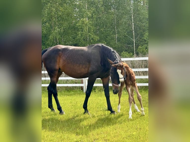 KWPN Stute 6 Jahre 172 cm Brauner in Wola Bogaczkowska