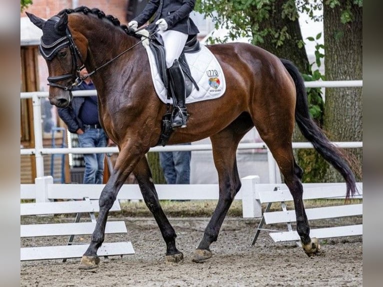 KWPN Stute 6 Jahre 172 cm Dunkelbrauner in Heiden