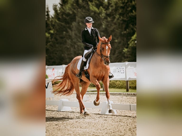 KWPN Stute 6 Jahre 172 cm Fuchs in Nijkerk