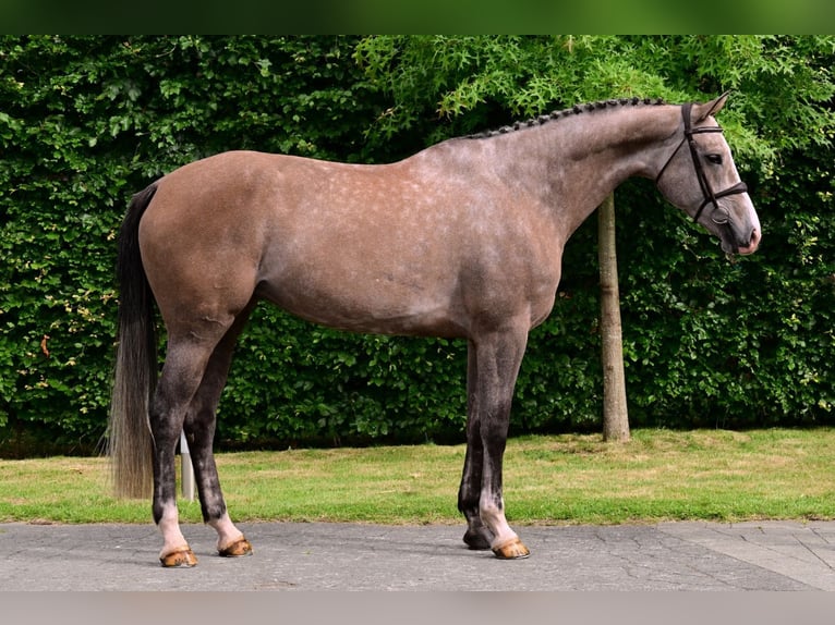 KWPN Stute 6 Jahre 172 cm Schimmel in Bladel