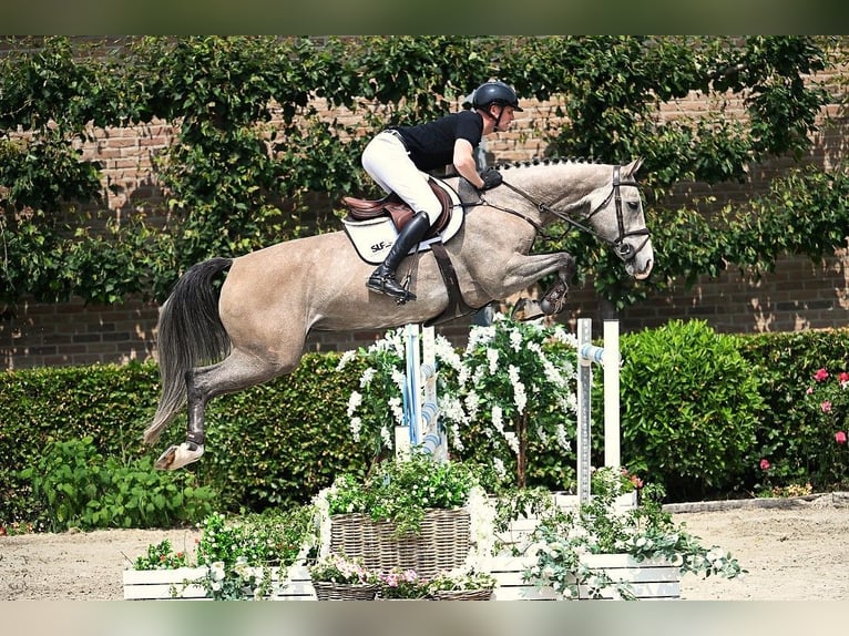 KWPN Stute 6 Jahre 172 cm Schimmel in Bladel