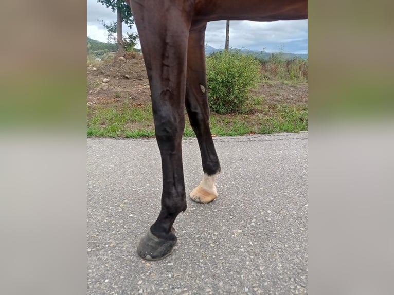 KWPN Stute 6 Jahre 173 cm Dunkelbrauner in Pontevedra