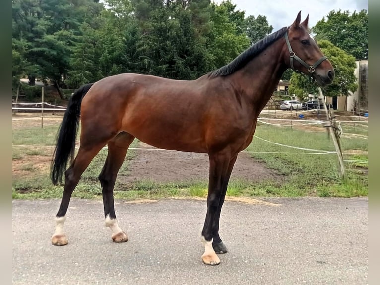 KWPN Stute 6 Jahre 173 cm Dunkelbrauner in Pontevedra