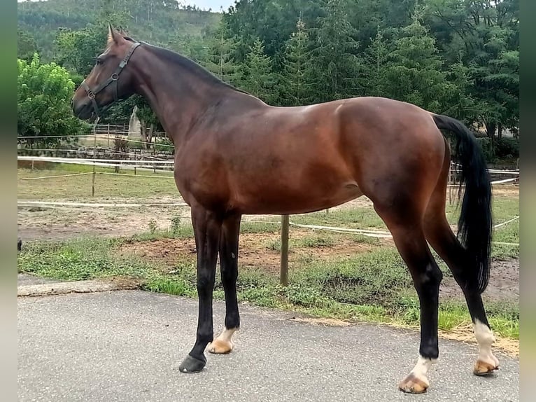 KWPN Stute 6 Jahre 173 cm Dunkelbrauner in Pontevedra