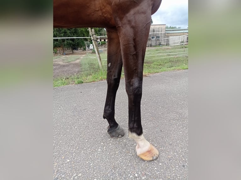KWPN Stute 6 Jahre 173 cm Dunkelbrauner in Pontevedra