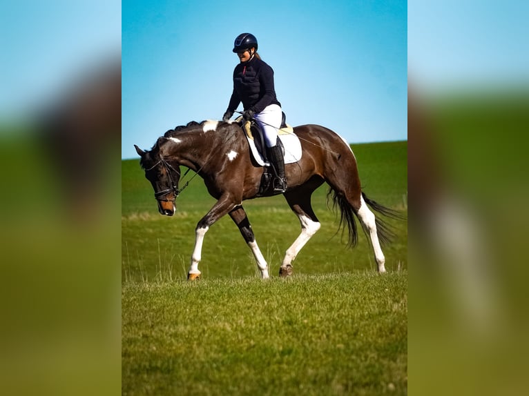 KWPN Stute 6 Jahre 174 cm Schecke in Nettersheim