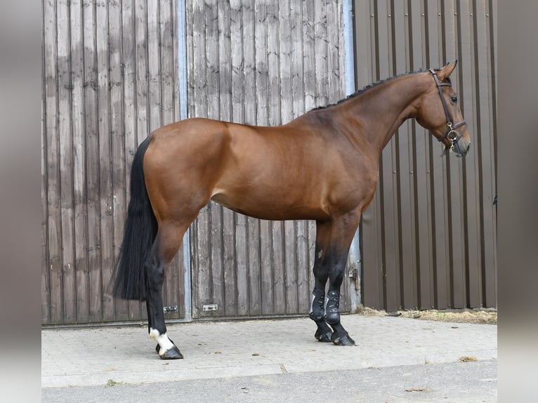 KWPN Stute 6 Jahre 175 cm Brauner in Geilenkirchen