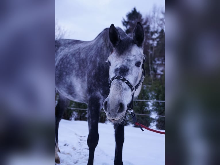 KWPN Stute 6 Jahre 175 cm Schimmel in Moers
