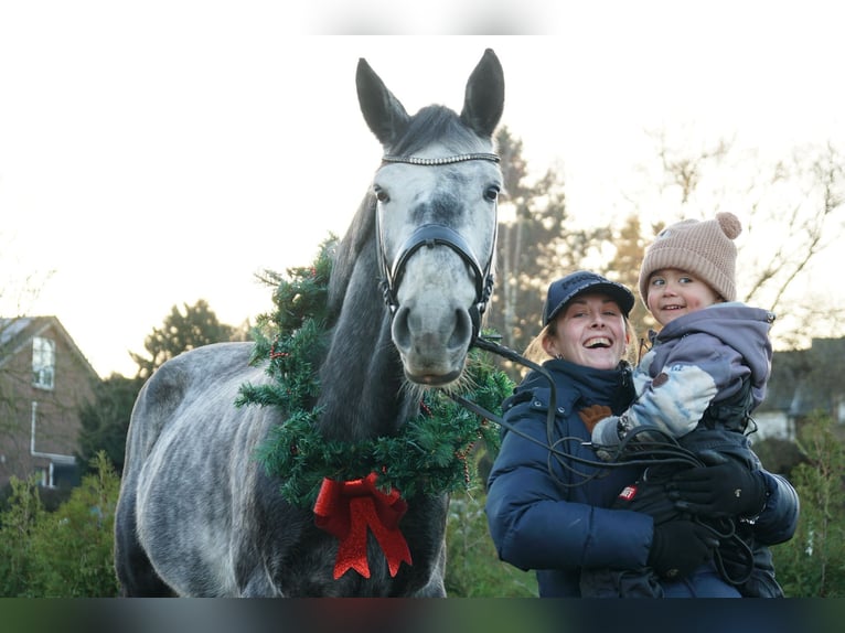 KWPN Stute 6 Jahre 175 cm Schimmel in Moers