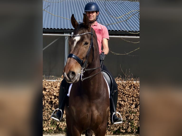 KWPN Stute 6 Jahre 176 cm Dunkelbrauner in Neeritter