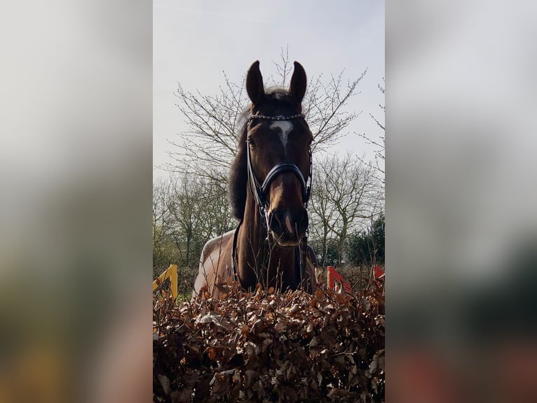 KWPN Stute 6 Jahre 176 cm Dunkelbrauner in Neeritter