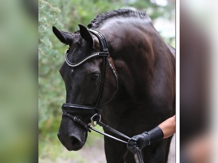 KWPN Stute 6 Jahre 178 cm Rappe in LA FERTE GAUCHER