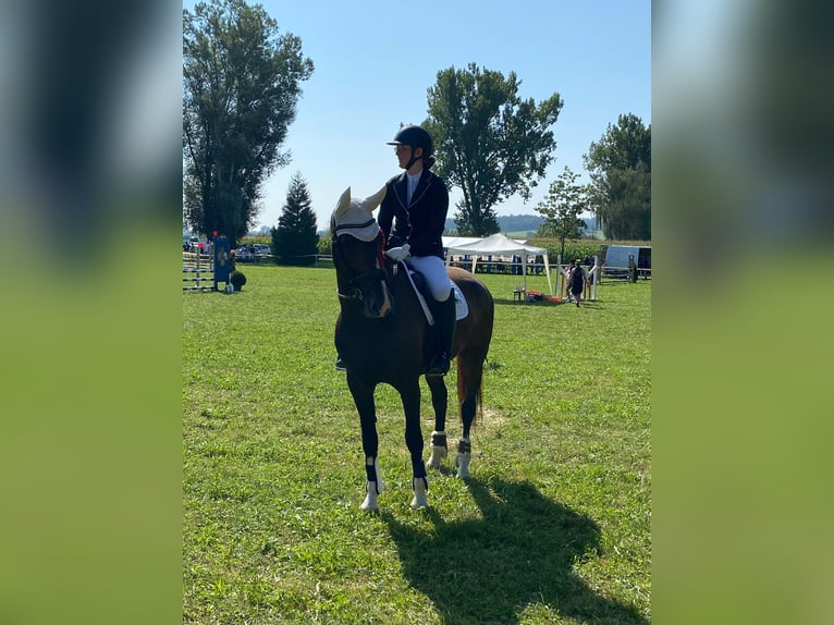 KWPN Stute 6 Jahre Brauner in Niederaichbach
