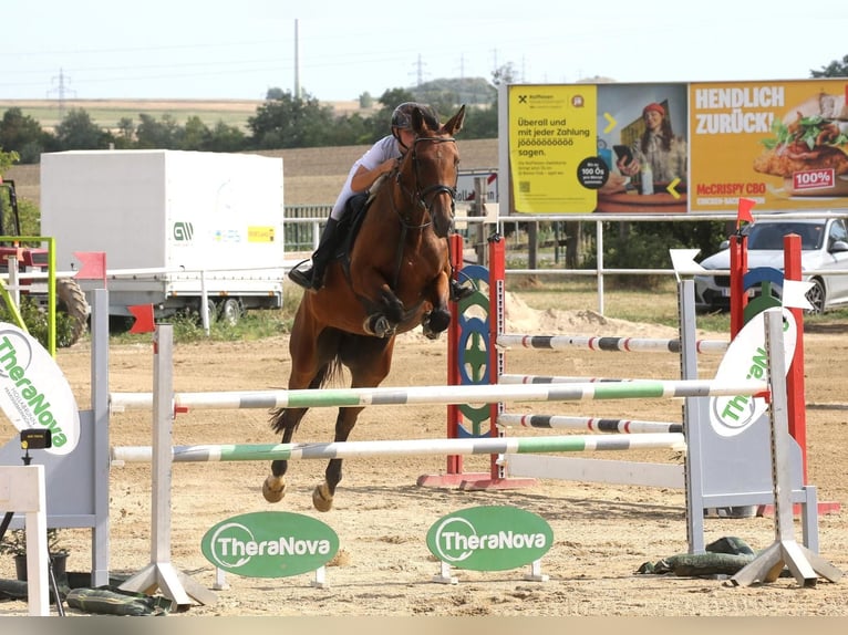 KWPN Stute 6 Jahre  in Enzesfeld-Lindabrunn