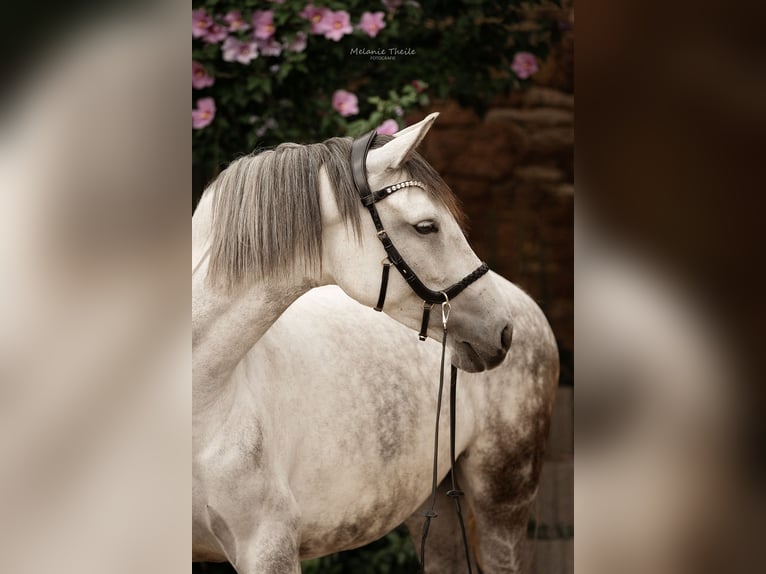 KWPN Stute 7 Jahre 158 cm Schimmel in S&#xFC;dliches Anhalt