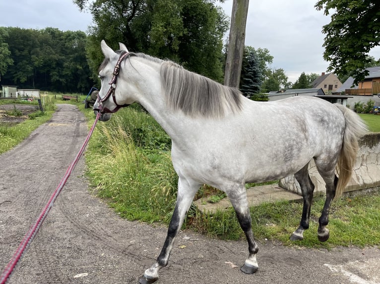 KWPN Stute 7 Jahre 158 cm Schimmel in S&#xFC;dliches Anhalt