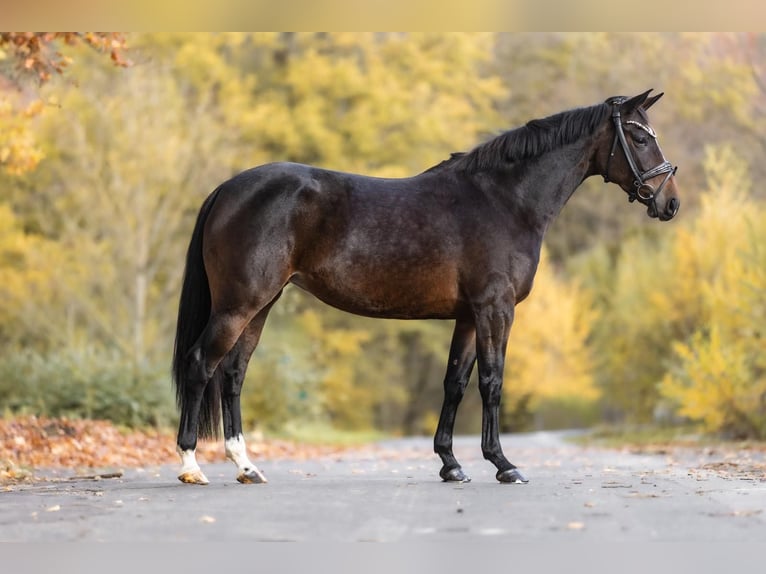 KWPN Stute 7 Jahre 159 cm Dunkelbrauner in Windhagen