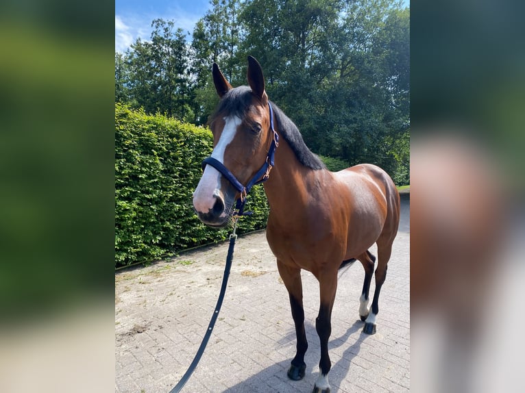 KWPN Stute 7 Jahre 160 cm Brauner in Lommel