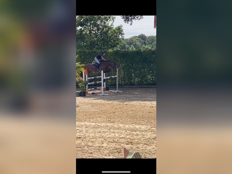 KWPN Stute 7 Jahre 160 cm Brauner in Lommel