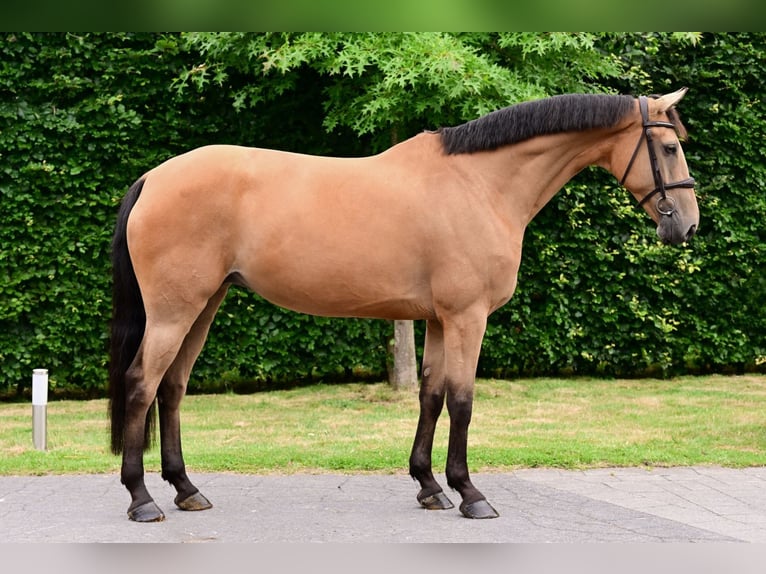 KWPN Stute 7 Jahre 161 cm in Bladel