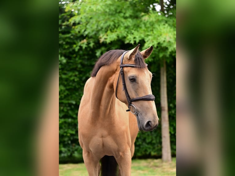 KWPN Stute 7 Jahre 161 cm in Bladel