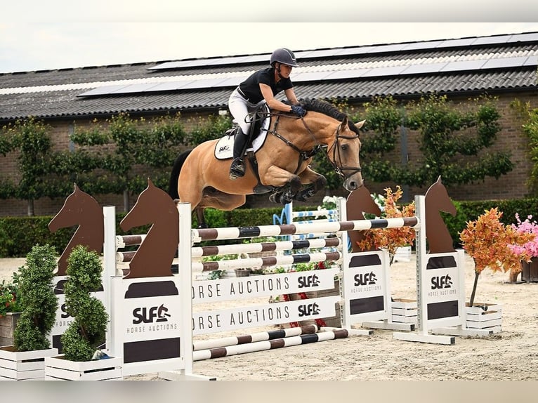 KWPN Stute 7 Jahre 161 cm in Bladel
