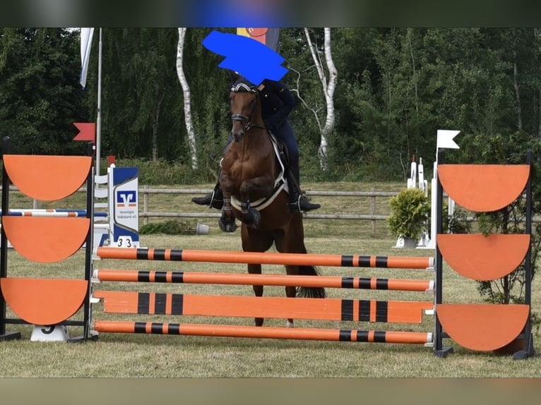 KWPN Stute 7 Jahre 162 cm Dunkelfuchs in Warendorf