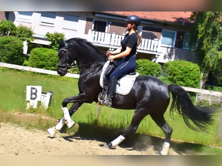 KWPN Stute 7 Jahre 162 cm Rappe in Neuss