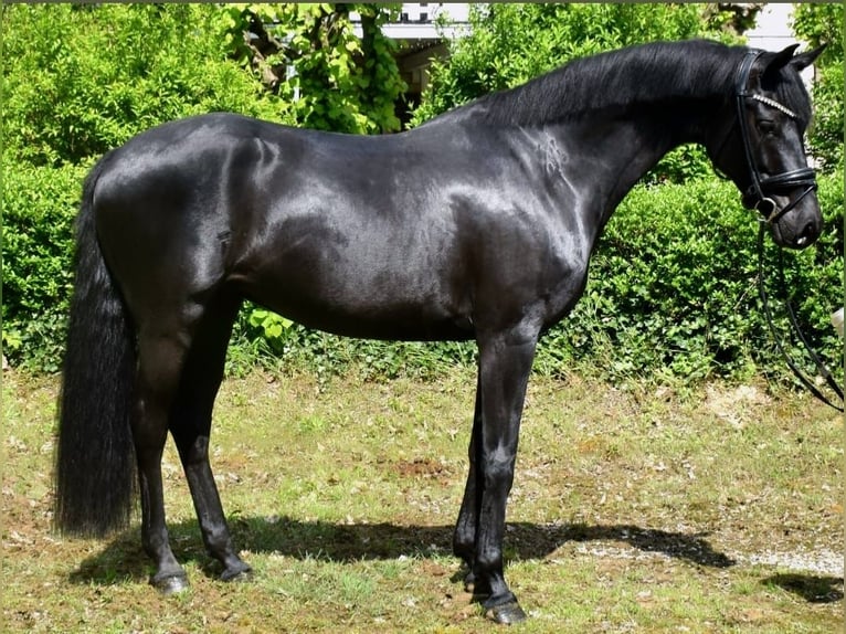 KWPN Stute 7 Jahre 162 cm Rappe in Neuss