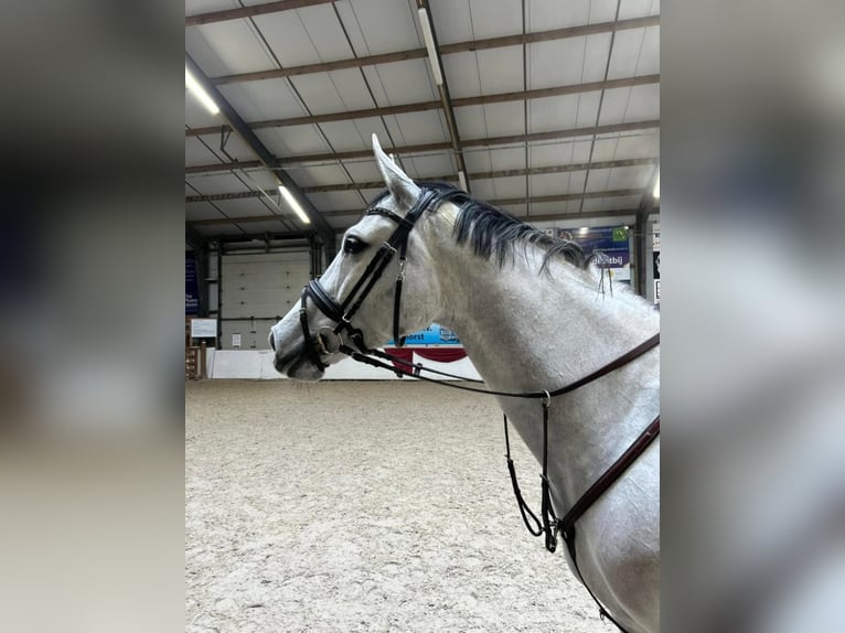 KWPN Stute 7 Jahre 162 cm Schimmel in Hijken