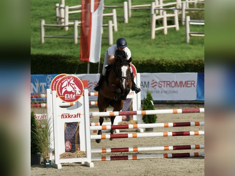 KWPN Stute 7 Jahre 163 cm Brauner in GRAZ