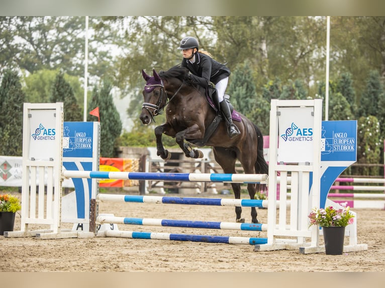 KWPN Stute 7 Jahre 163 cm Dunkelbrauner in Dorst