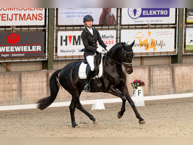 KWPN Stute 7 Jahre 163 cm Dunkelbrauner in Dorst