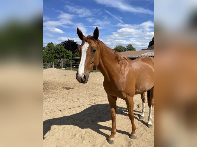 KWPN Stute 7 Jahre 163 cm Fuchs in Brinkum