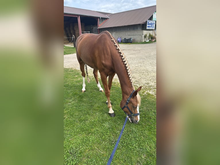 KWPN Stute 7 Jahre 163 cm Fuchs in Bad Driburg