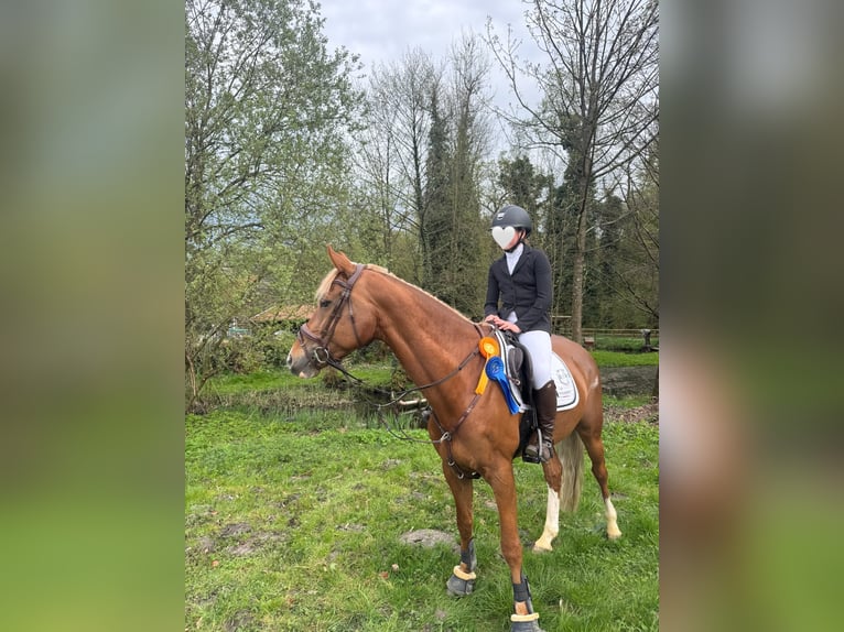 KWPN Stute 7 Jahre 163 cm Fuchs in Bad Driburg
