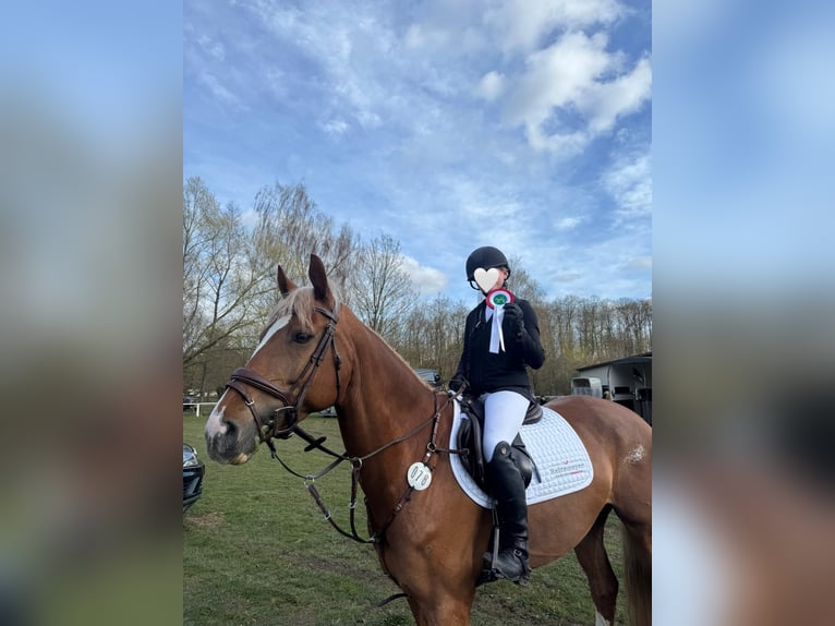 KWPN Stute 7 Jahre 163 cm Fuchs in Bad Driburg