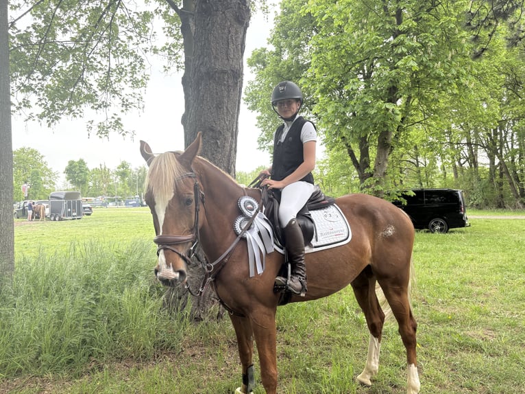 KWPN Stute 7 Jahre 163 cm Fuchs in Bad Driburg